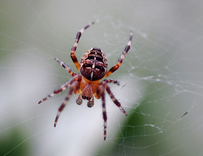 Expert warns summer spider season has started