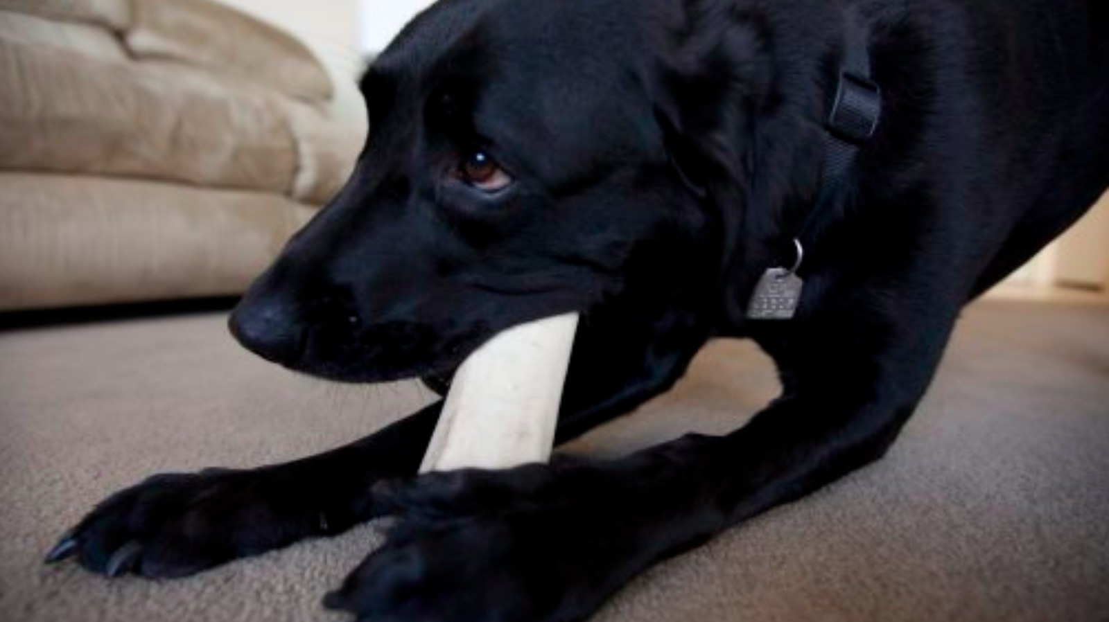 Warnings over rogue ingredients in pet food ITV News Central