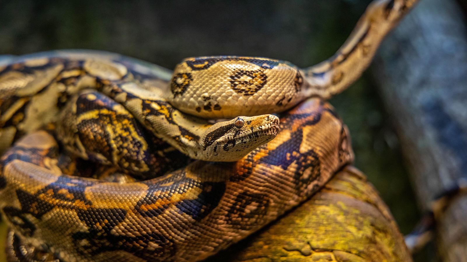 4 Metre Python Three-metre long python drags boy, 5, into swimming pool | ITV News