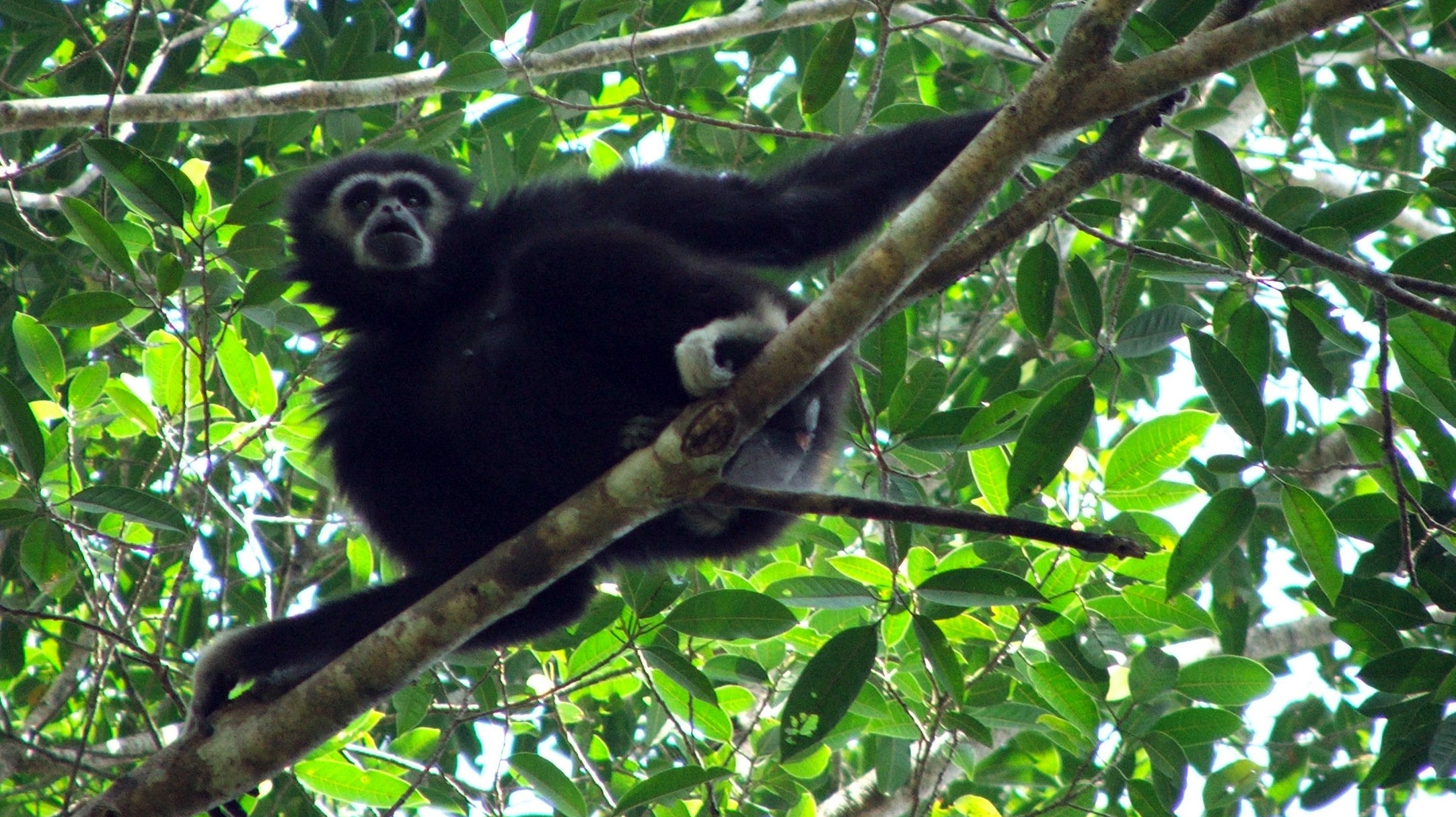 funky-gibbons-could-shed-light-on-evolution-of-human-language