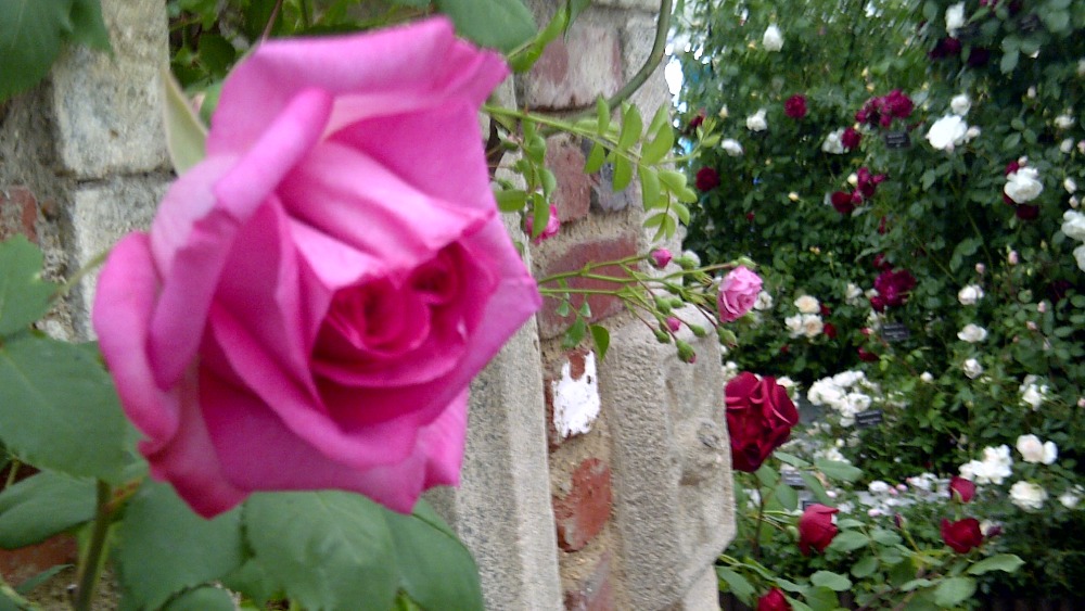 Norfolk roses make Chelsea despite growing pains ITV News Anglia