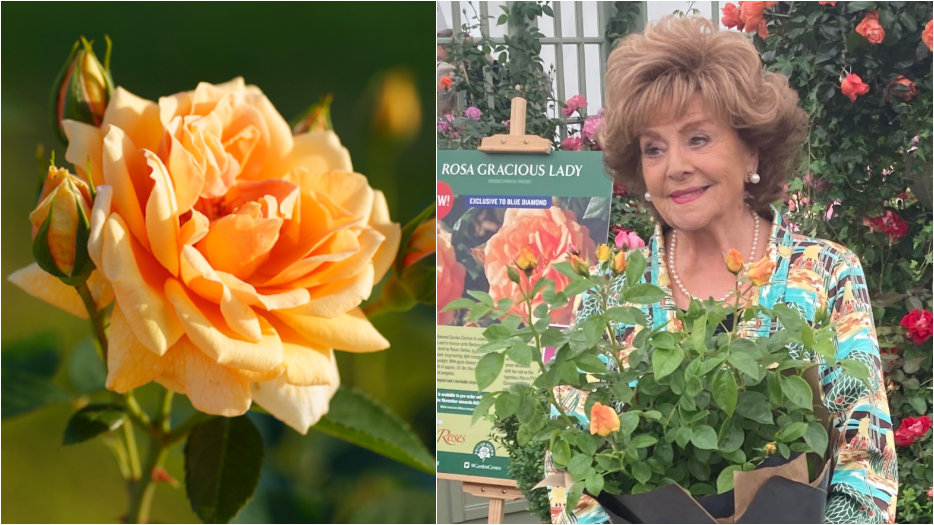 Rose named after Coronation Street legend Barbara Knox at RHS Tatton