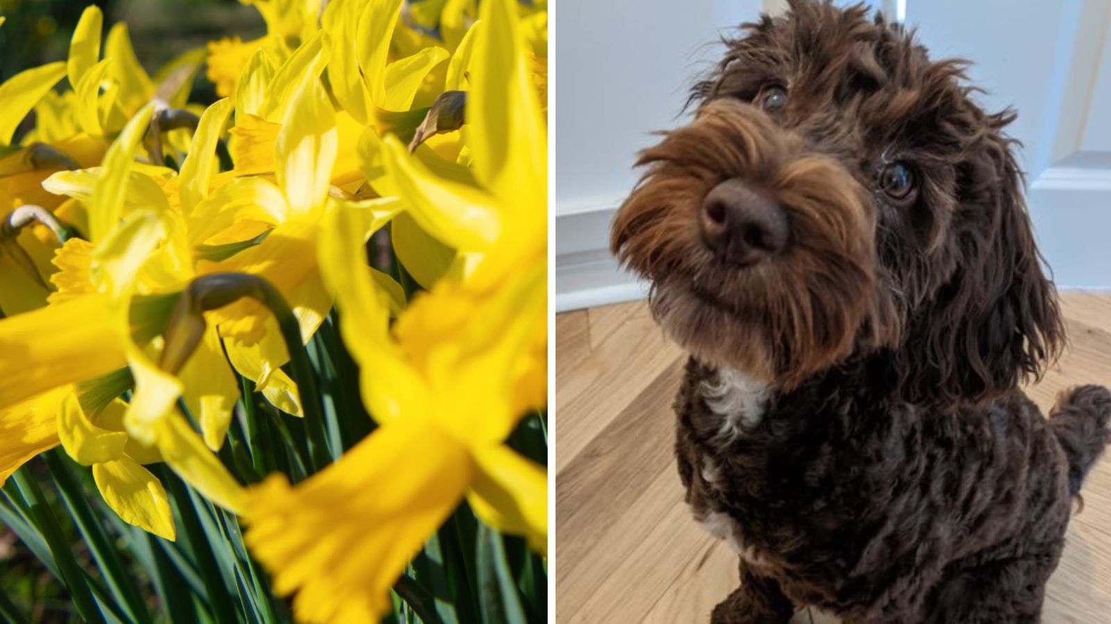 Are dogs online allergic to daffodils
