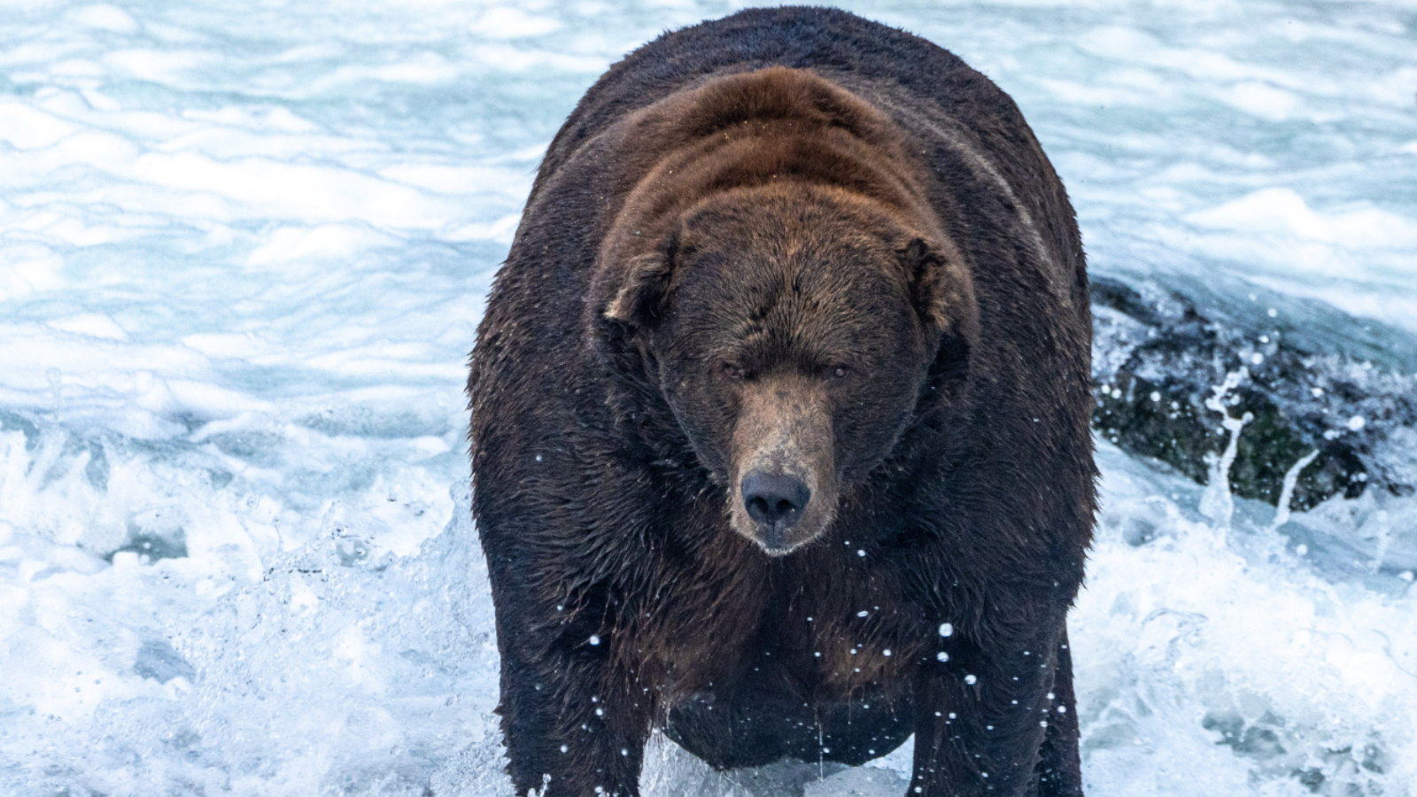 1600px x 900px - Fat Bear Week winner announced in Alaska after voting scandal during  semi-final | ITV News