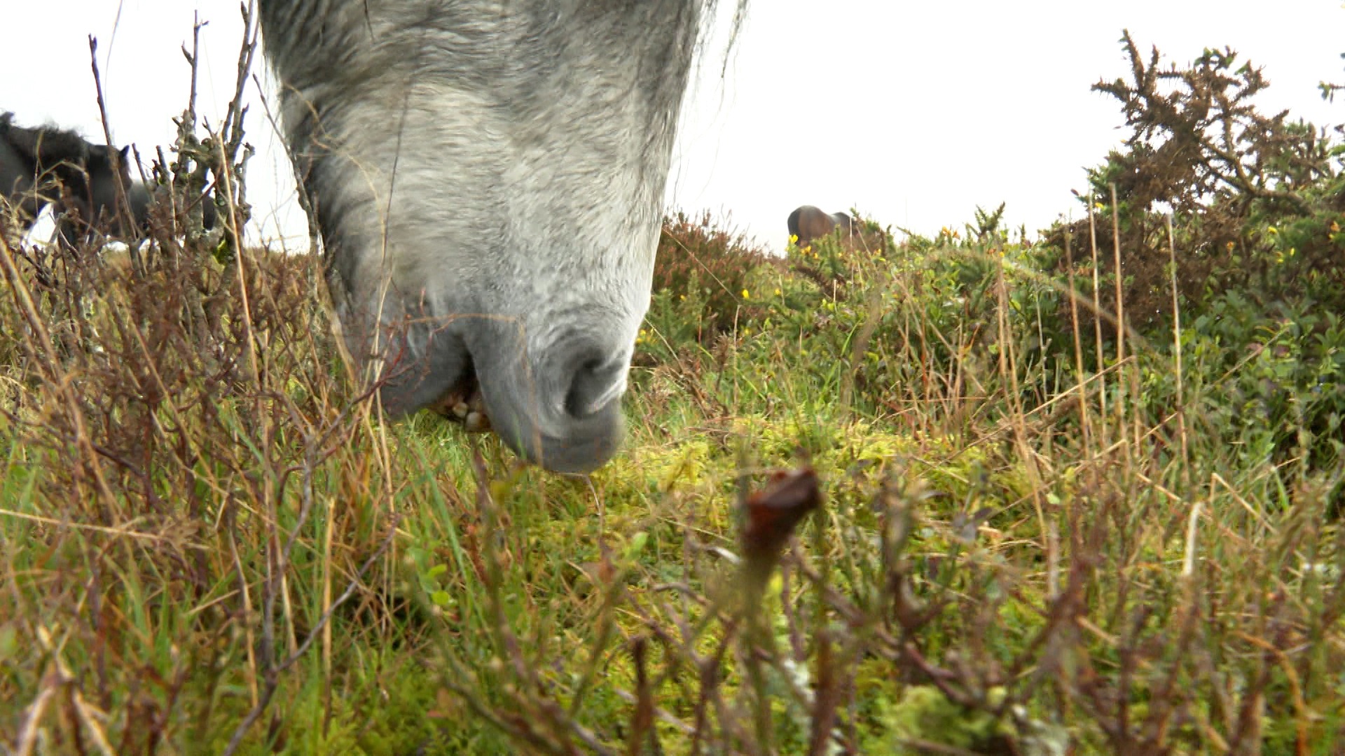 Dartmoor’s Silent Collapse Where the Wild Things Were