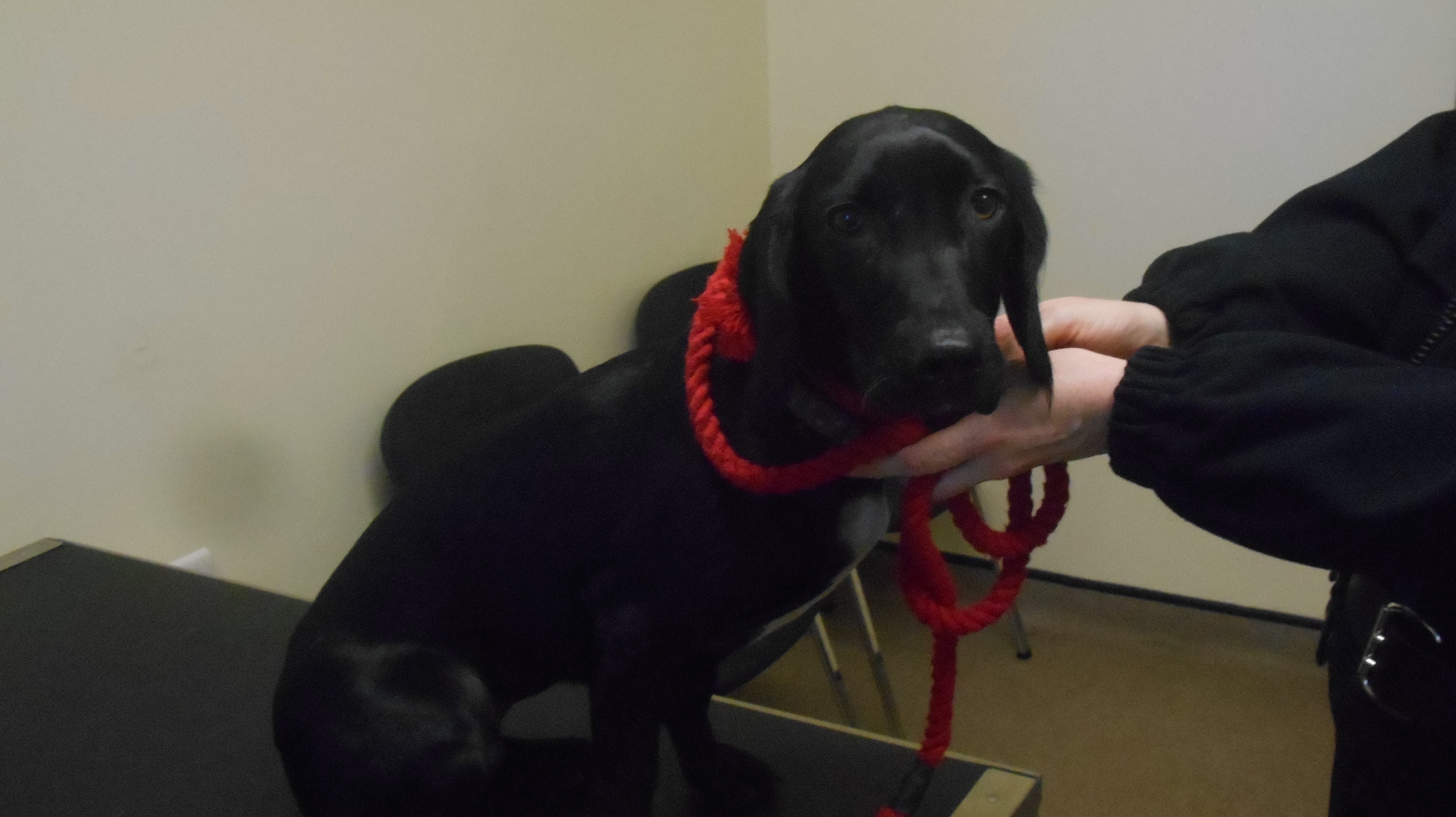 Suspended prison sentence for man caught on CCTV beating dog | ITV News ...