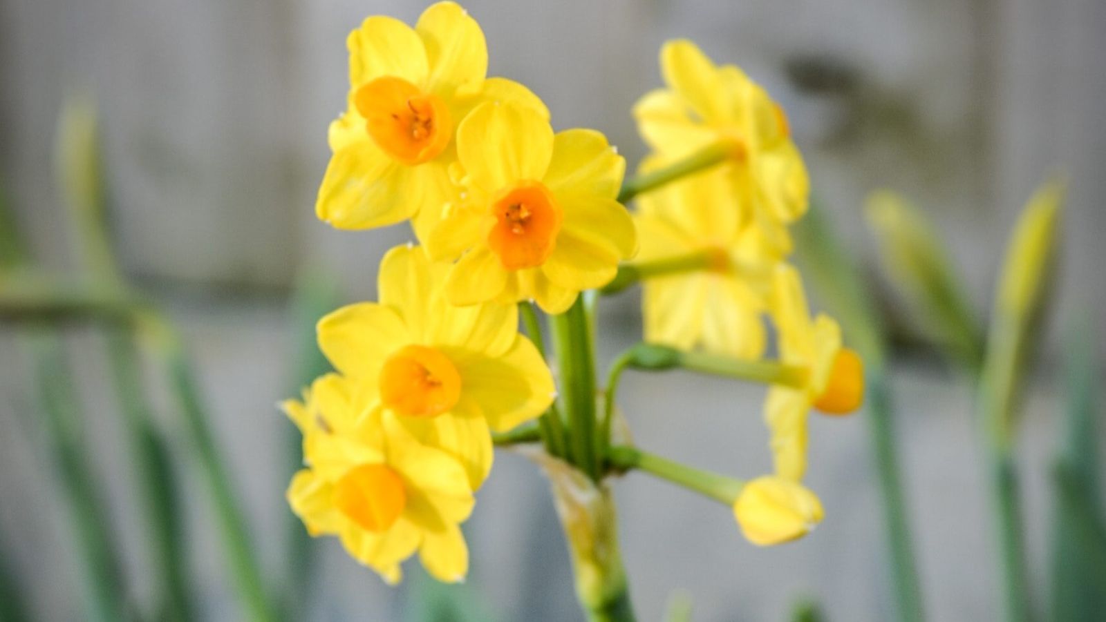 Britain's most dynamic daffodil sprouts ten heads from a single stem ...
