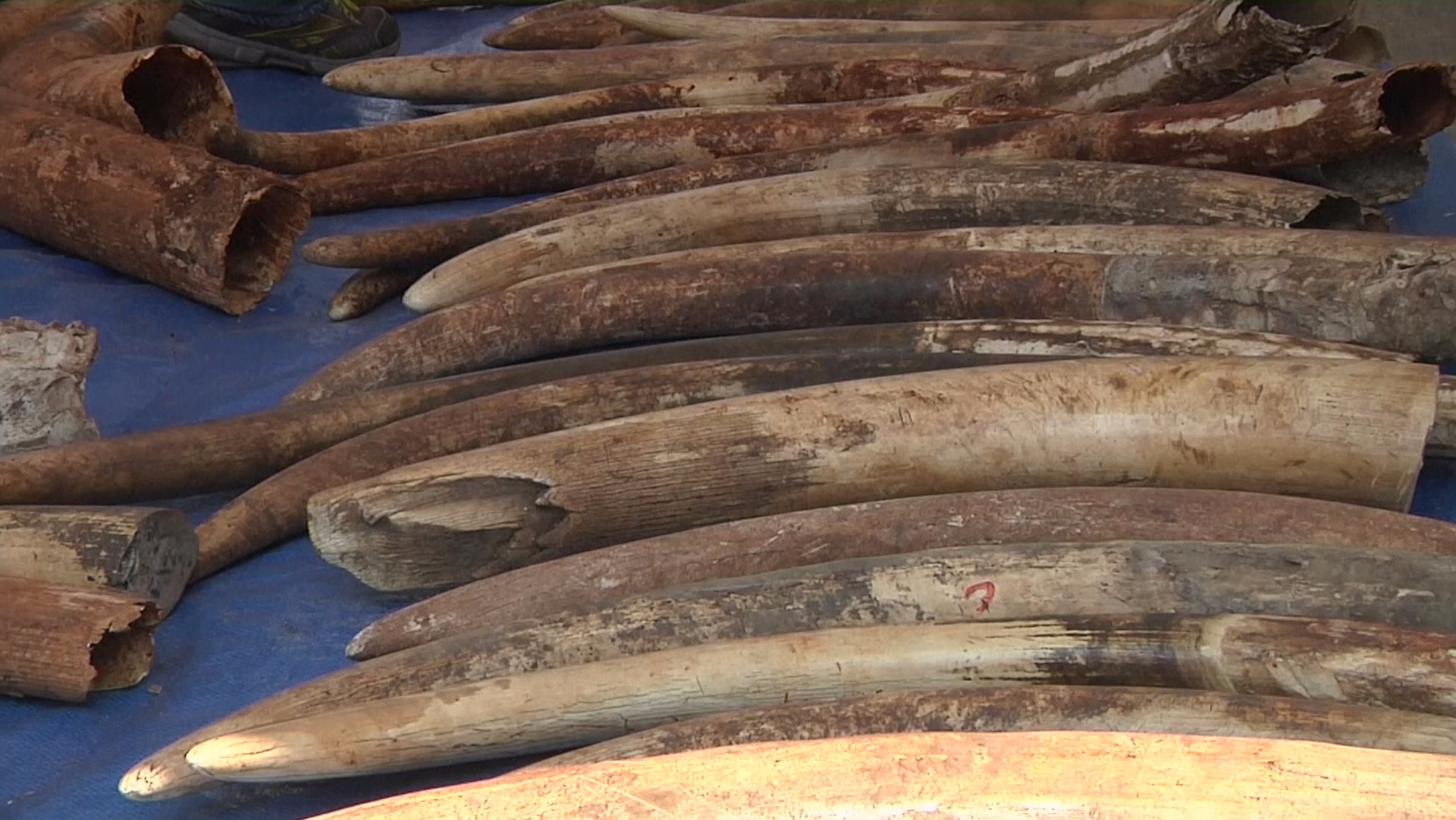 Three Tons Of Elephant Tusks Smuggled From Kenya Seized In Thailand 