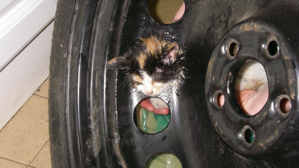 kitten wheel