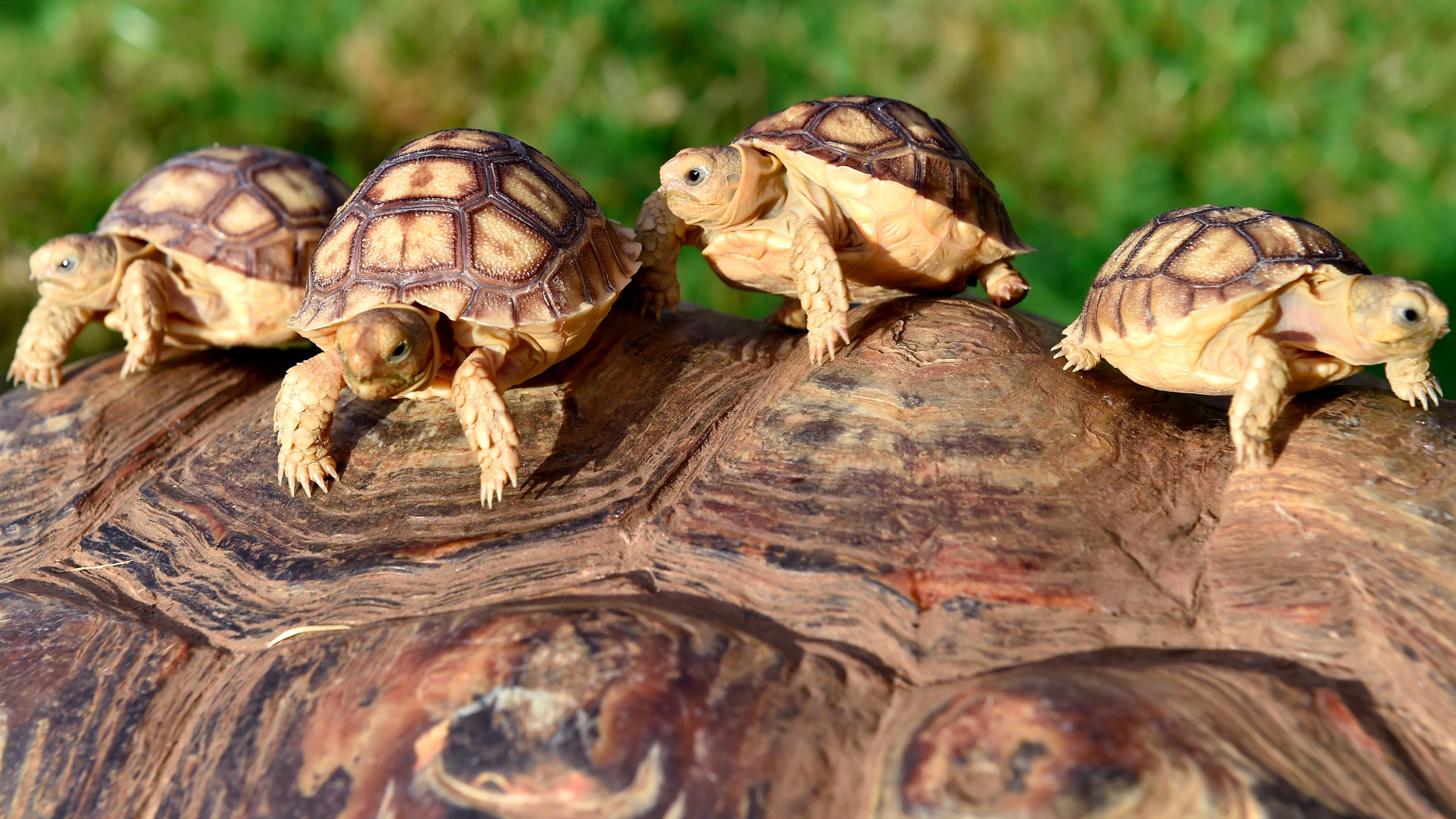 10 facts you may not know about tortoises ITV News Wales