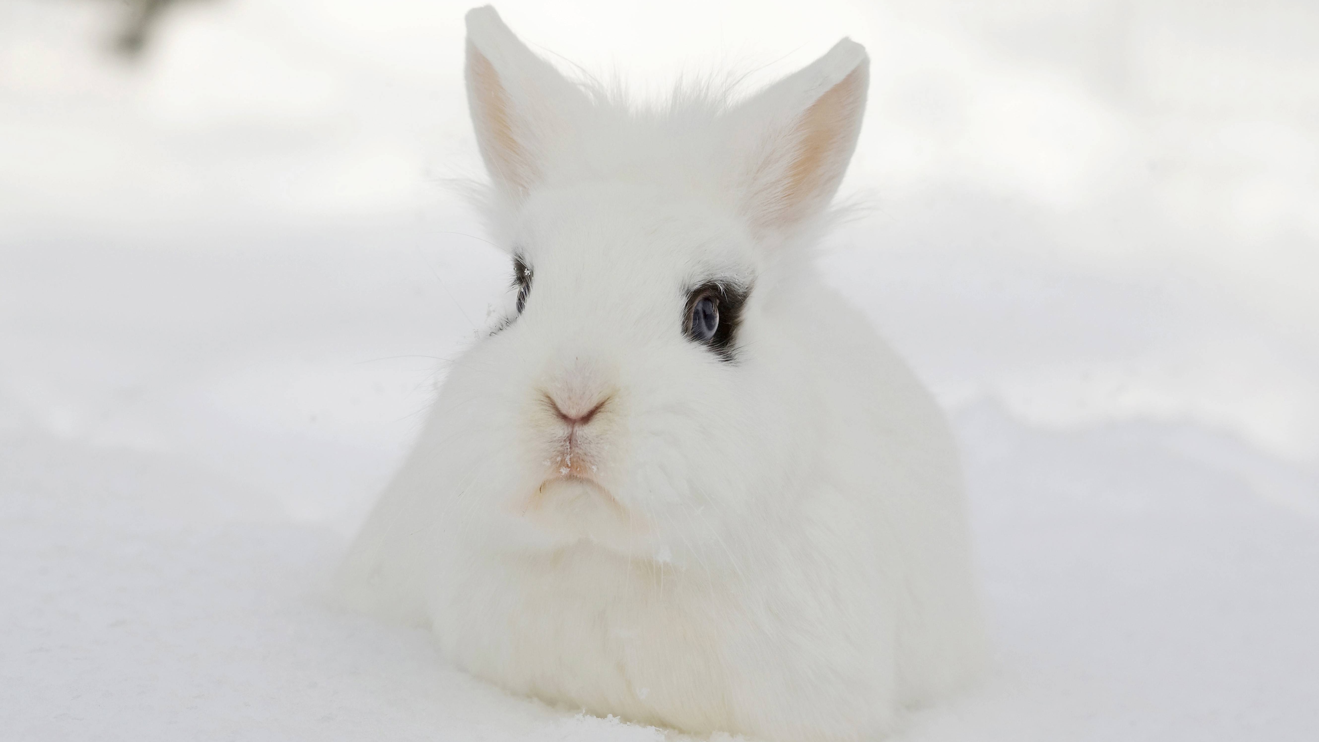 Why do we say 'white rabbits' on first of the month? | ITV News Channel