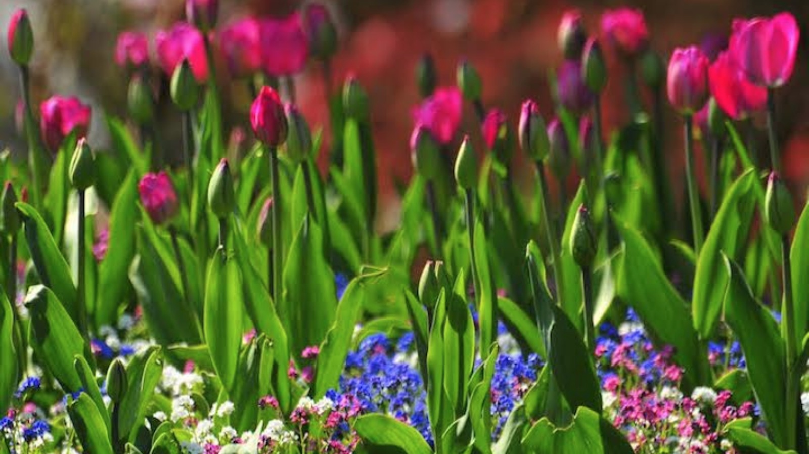 April 2015 is the sunniest April on record! | ITV News Granada