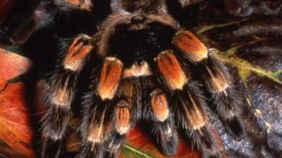 Mexican Red-Kneed Spider ZSL London Zoo. (c) London Zoo (1).png
