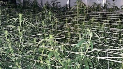 Hull cannabis factory