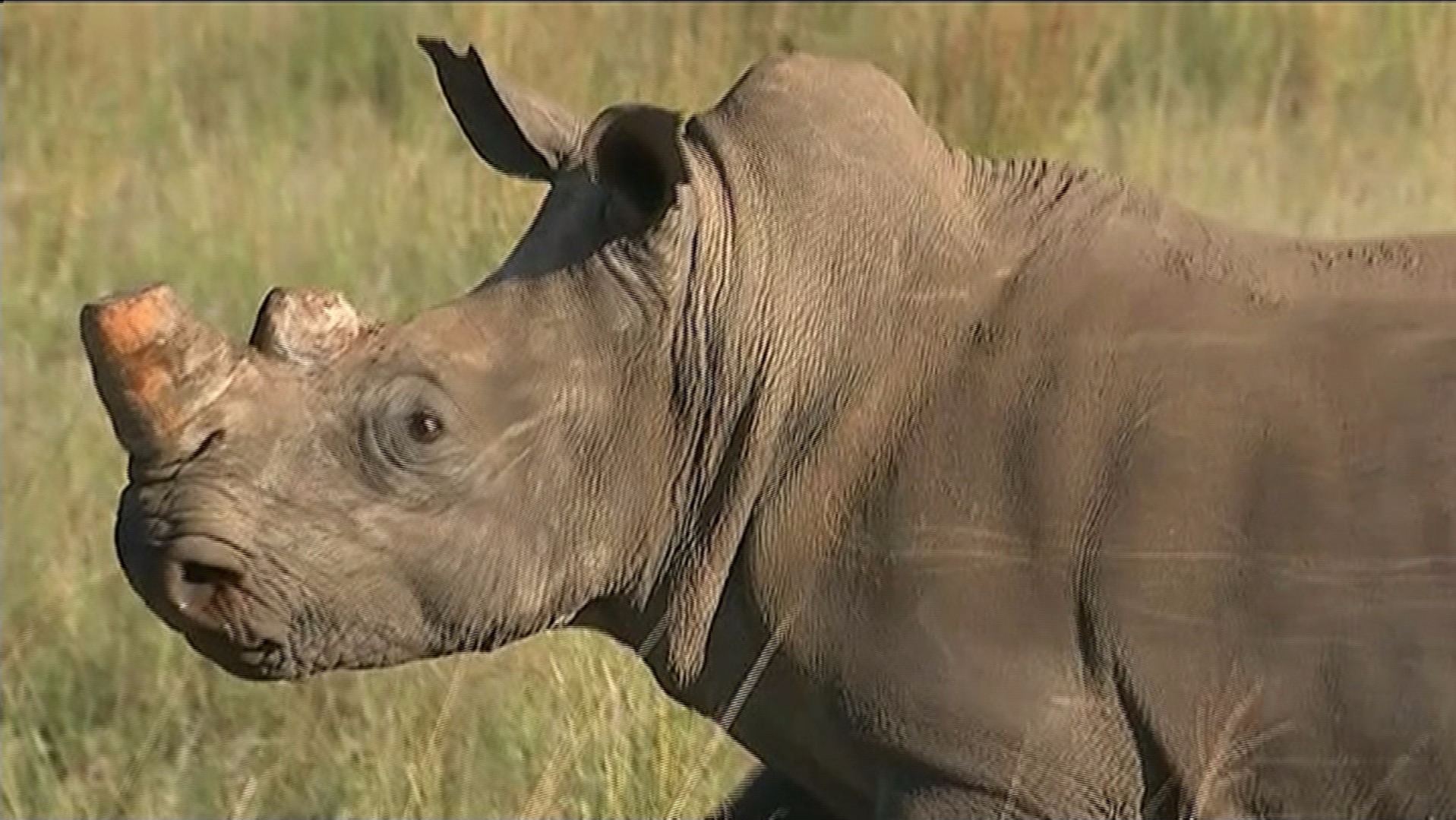 Is the rhino's best hope without its horn? | ITV News