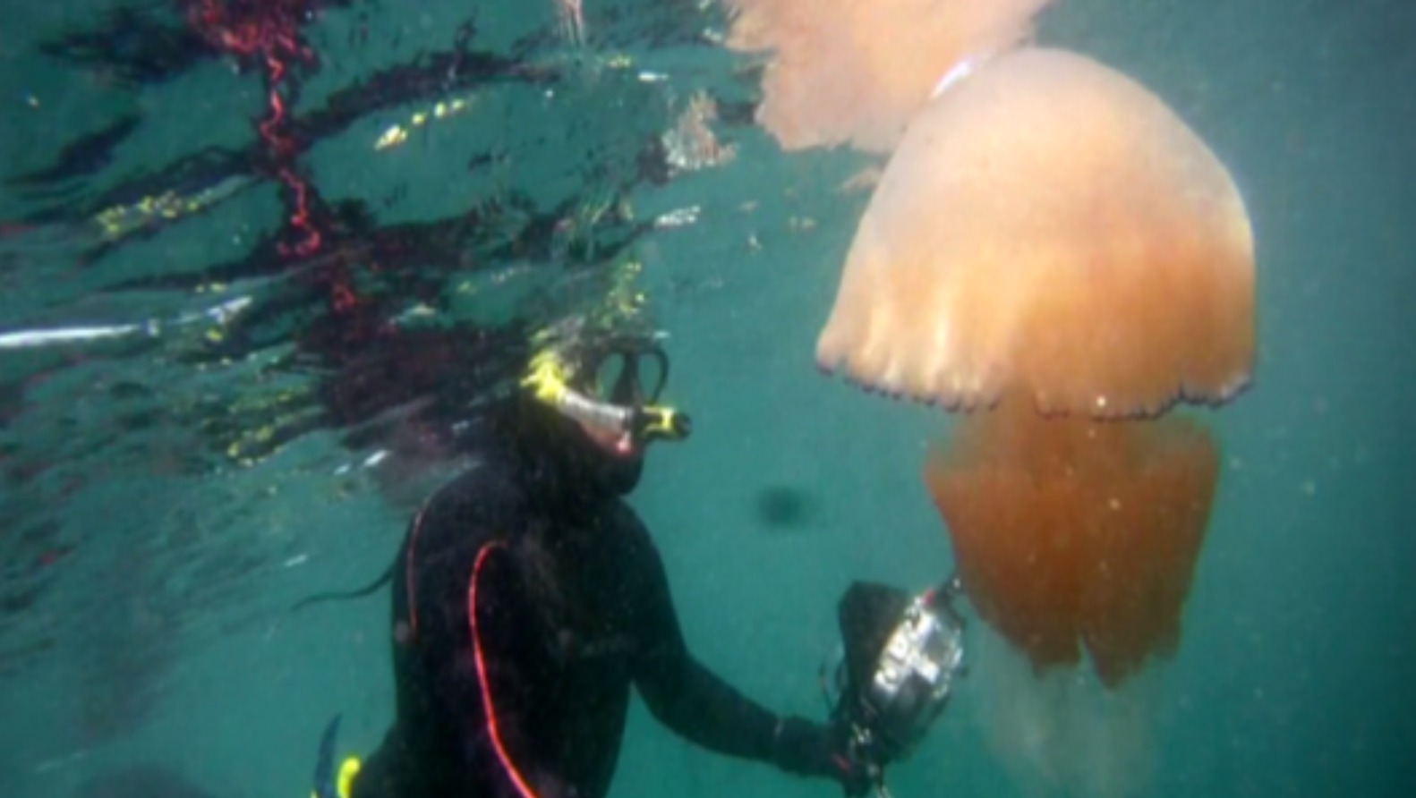 Huge jellyfish surge around the West Country's shore but many are