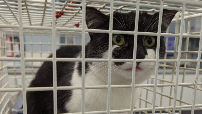 Pi the cat was abandoned in a garden in Peterborough.
Credit: RSPCA 