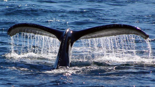 Still of Humpback Whale