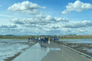 Holy Island Causeway Blocked By People wanting To View The Tide Coming 