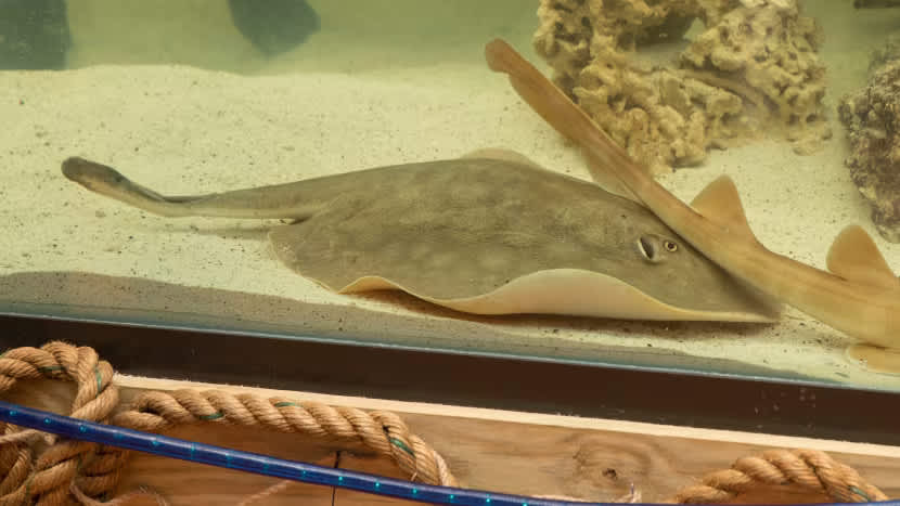 Virgin stingray that got pregnant has died, aquarium says