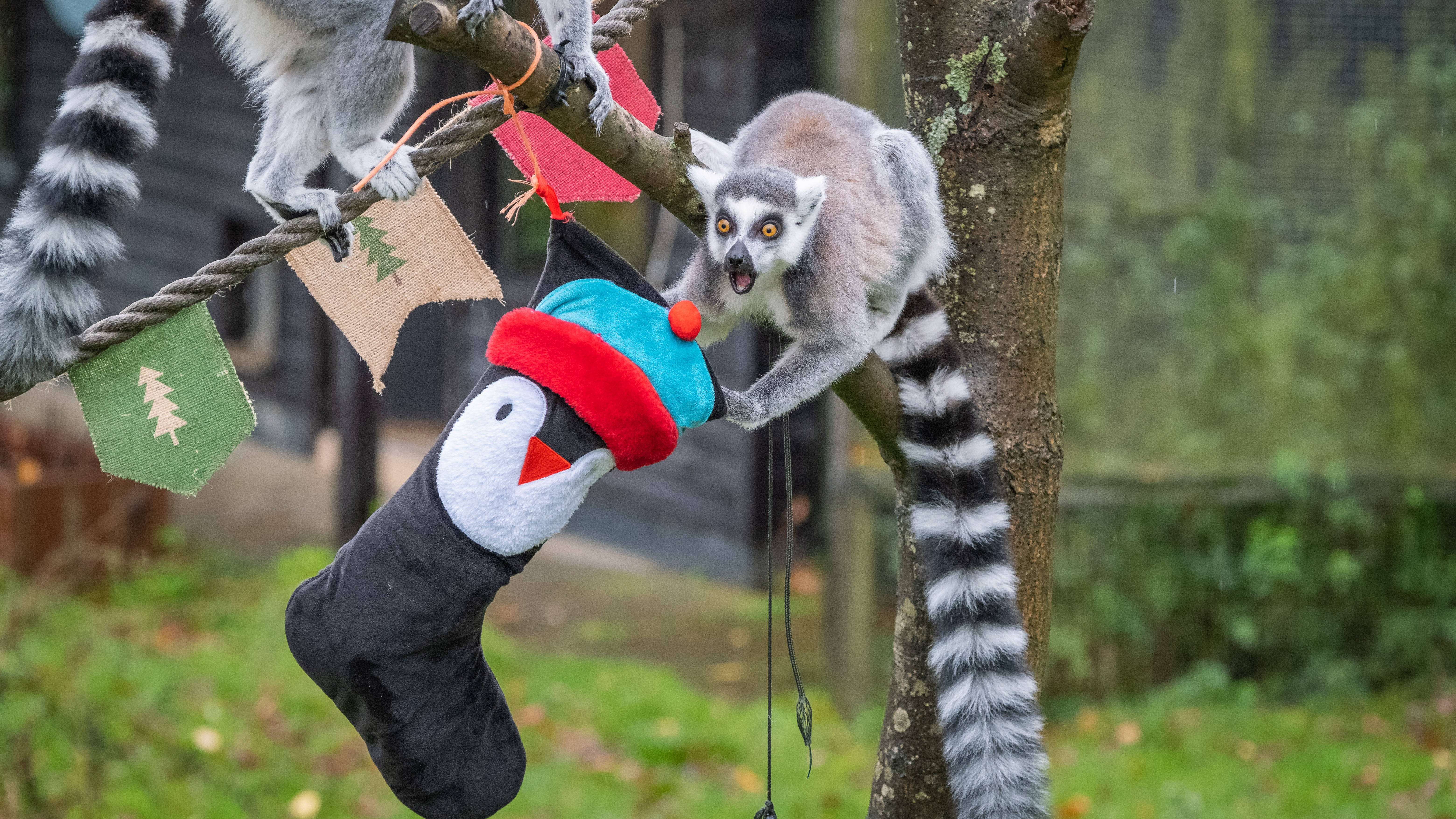 Christmas comes to Whipsnade Zoo as ringtailed lemurs get stuffed