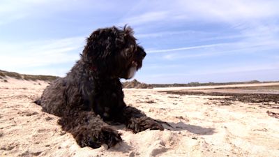 dog on beach