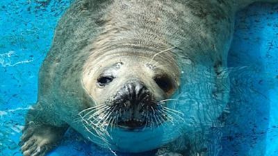 Seal pup in Guernsey/GSPCA