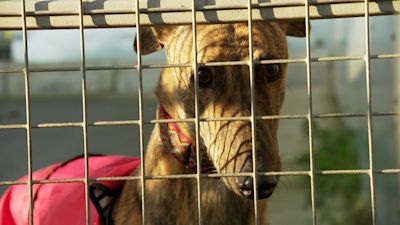Arnie is an almost 3-year-old greyhound and has been resident at Assisi animal sanctuary for 9 months