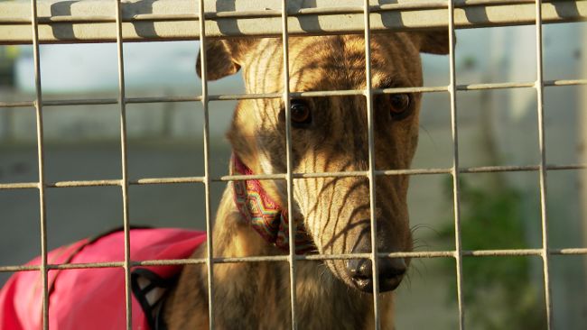 Arnie is an almost 3-year-old greyhound and has been resident at Assisi animal sanctuary for 9 months