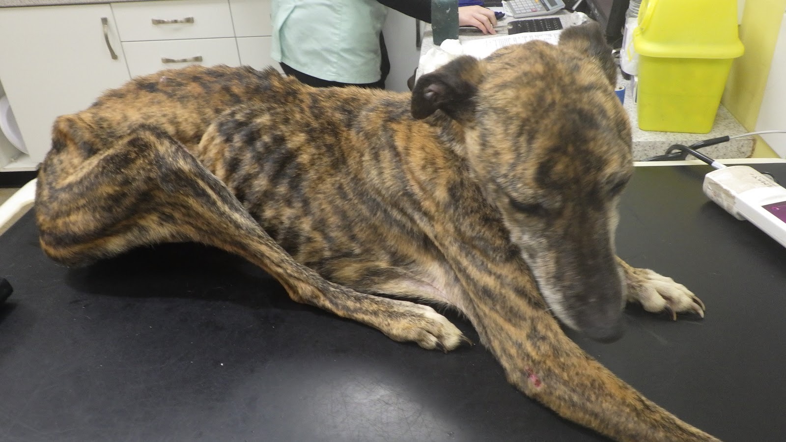 'Skeletal' dog discovered in Carlisle park is put to sleep ITV News