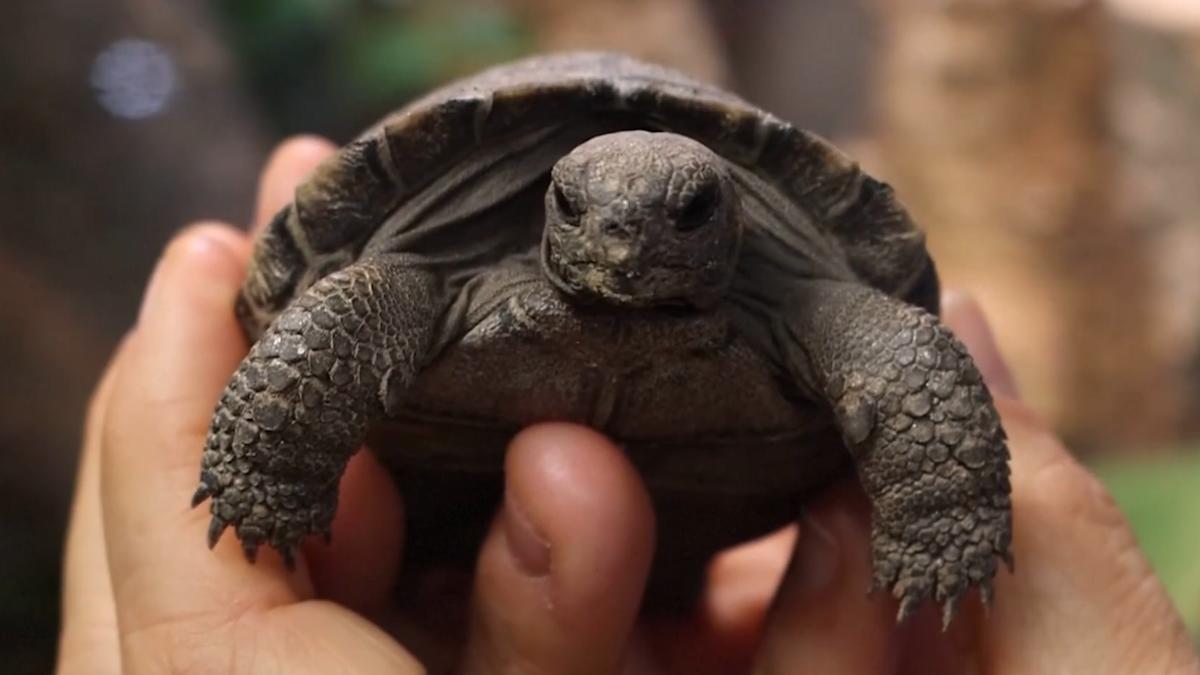 100-year-old Galapagos tortoises become first-time parents | STV News