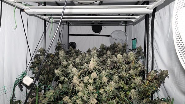 More Than 100 Plants Seized After Cannabis Factory Discovered In Sussex ...