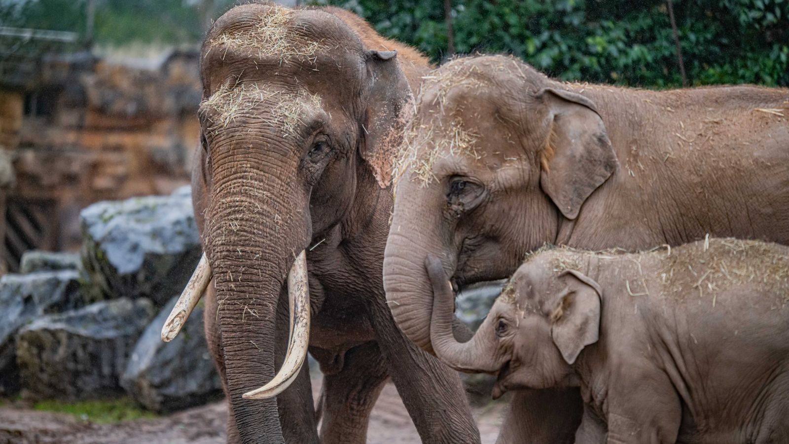 Zooreformen: Tiere sollen im Rahmen „längst überfälliger“ ...