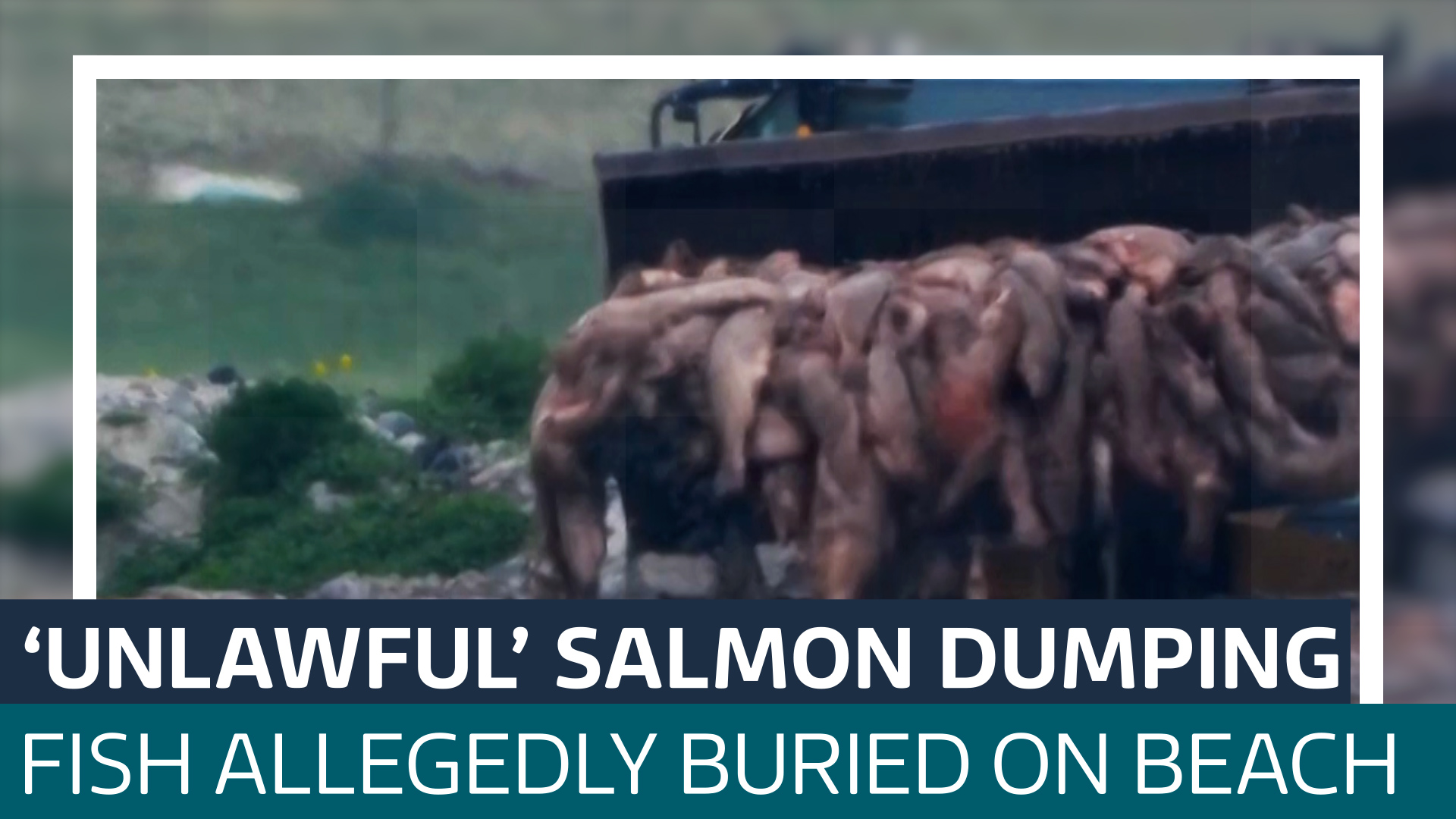 Salmon buried on Scottish beach unlawfully, campaign footage shows ...