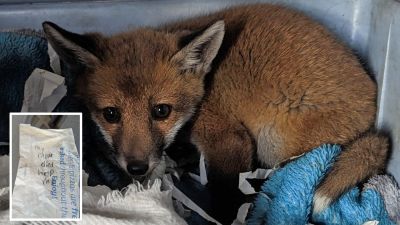 28.05.24 abandoned fox cub county durham RSPCA