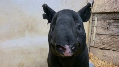 11082020 The world's oldest tapir which has died in Kent at the age of 42 - Credit: Port Lympne Hotel & Reserve