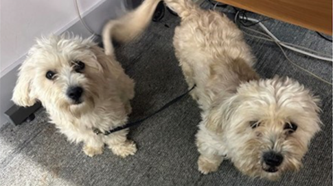 Appeal To Find Owner Of Dogs Found Wandering Alone On Their Leads In ...