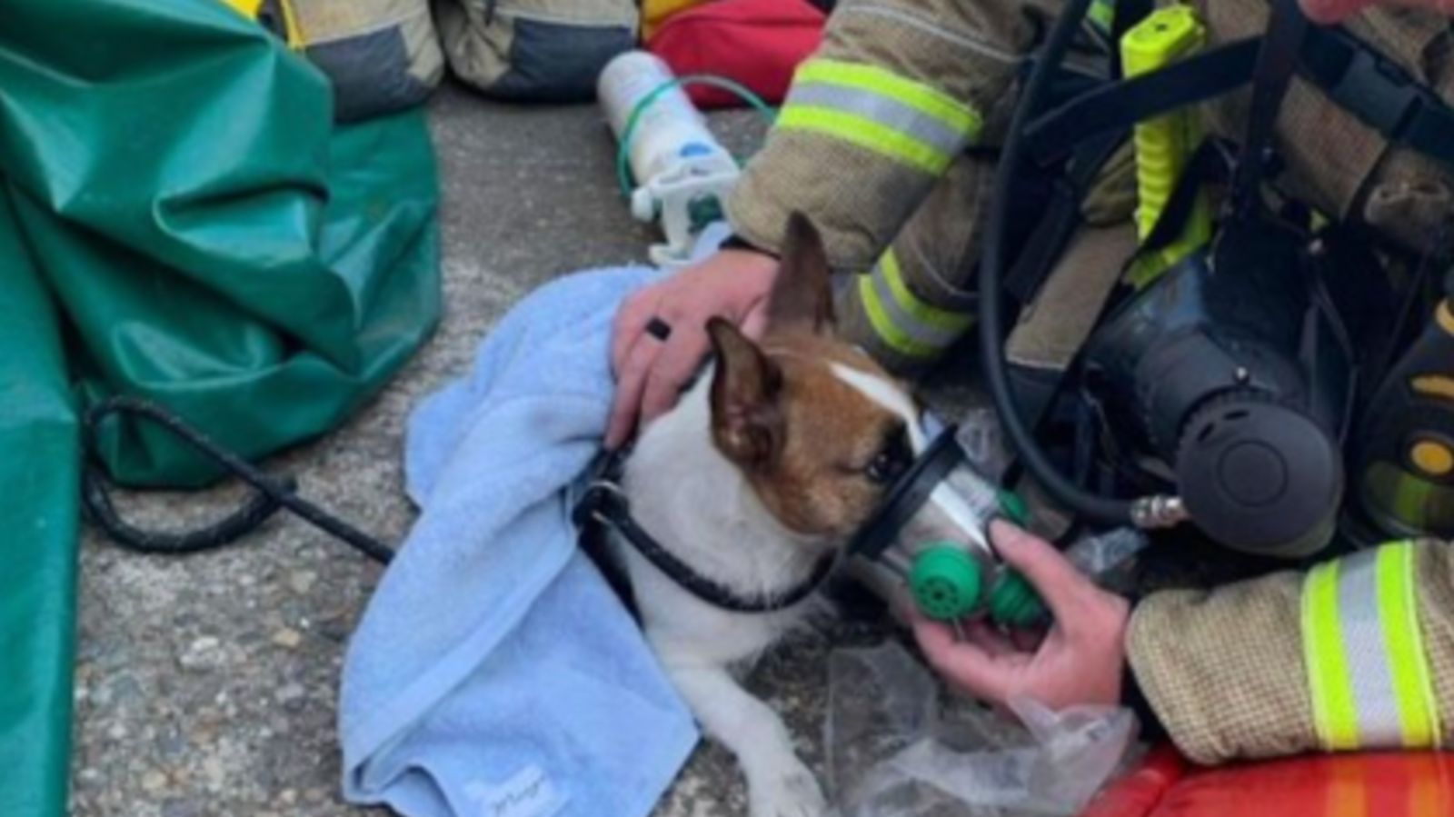 Bulwell 2024 pet shop