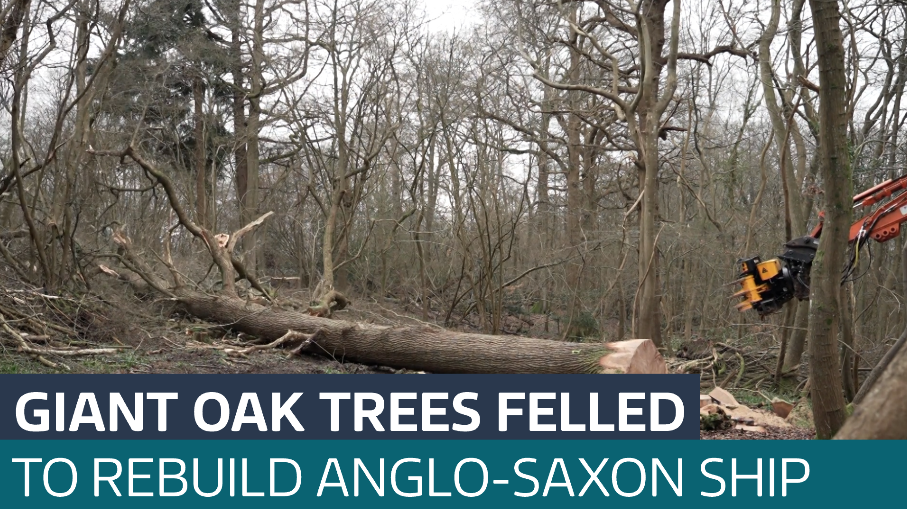 East Sussex trees help bring history to life - Latest From ITV News