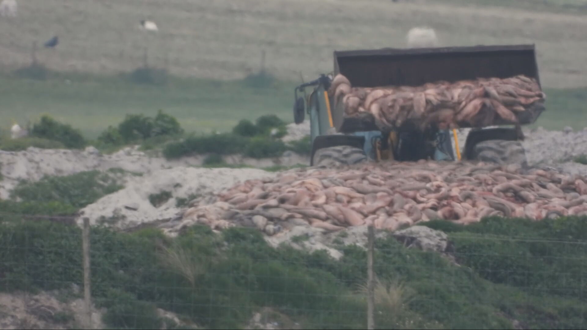 Salmon Buried On Scottish Beach Illegally, Campaign Footage Shows | ITV ...