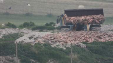 Salmon buried on Scottish beach illegally, campaign footage shows