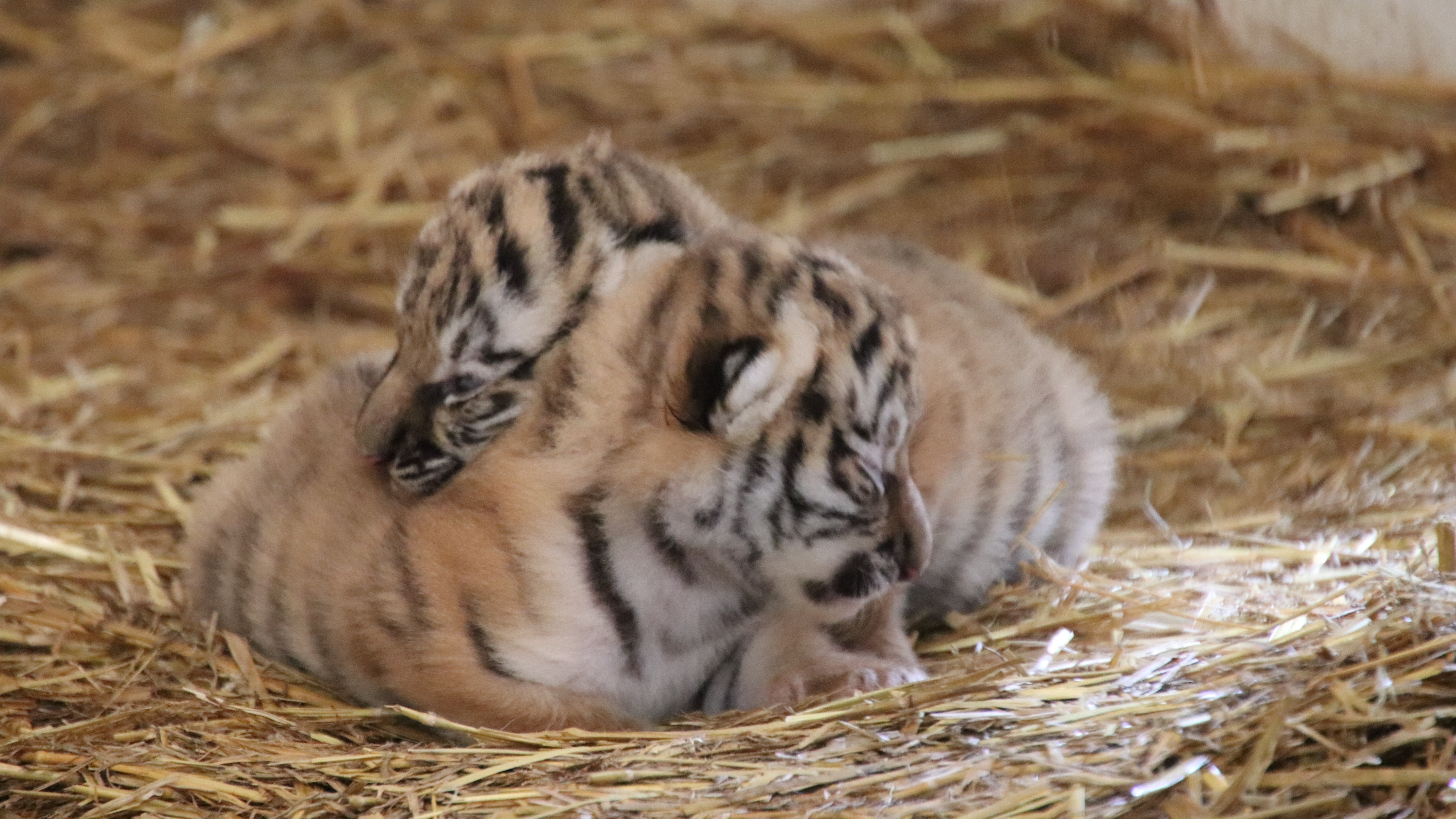 Zoo welcomes 'extremely important' birth of tiger cub triplets