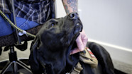 Dogs Can Smell Stress From Human Sweat And Breath According To New 