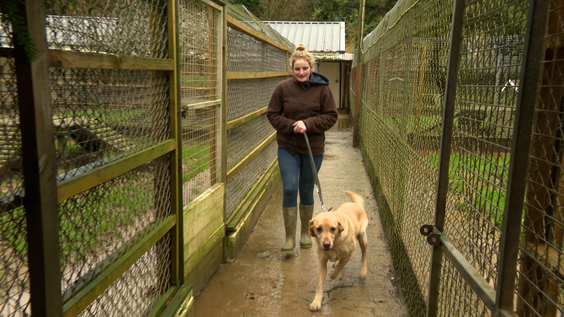 100 favourite sales dog breeds itv