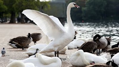 Swans killed by bird flu on Ulverston canal.
Stock image of swans