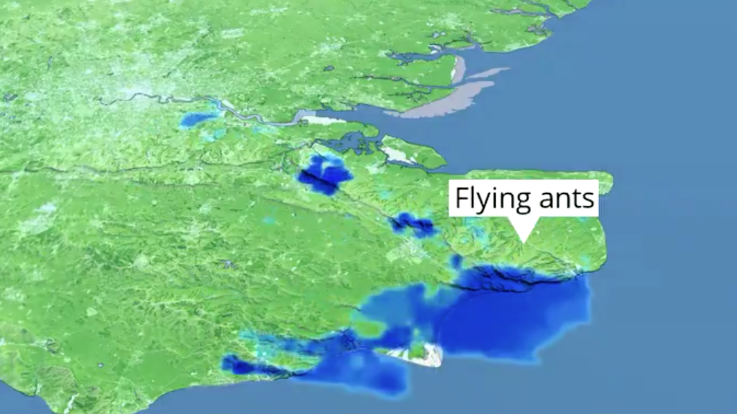 Swarm of flying ants so large it can be seen from space spotted over