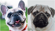 Moonpig To Pull Cards Featuring Pugs And French Bulldogs After Health 