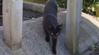 Bagheera - cat travels to Bristol Airport from Somerset home all by itself 020922