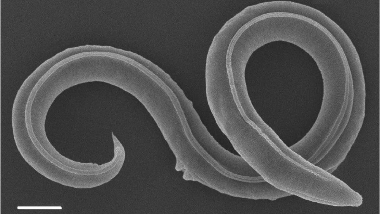 Scientists bring 46,000-year-old worm back to life from permafrost