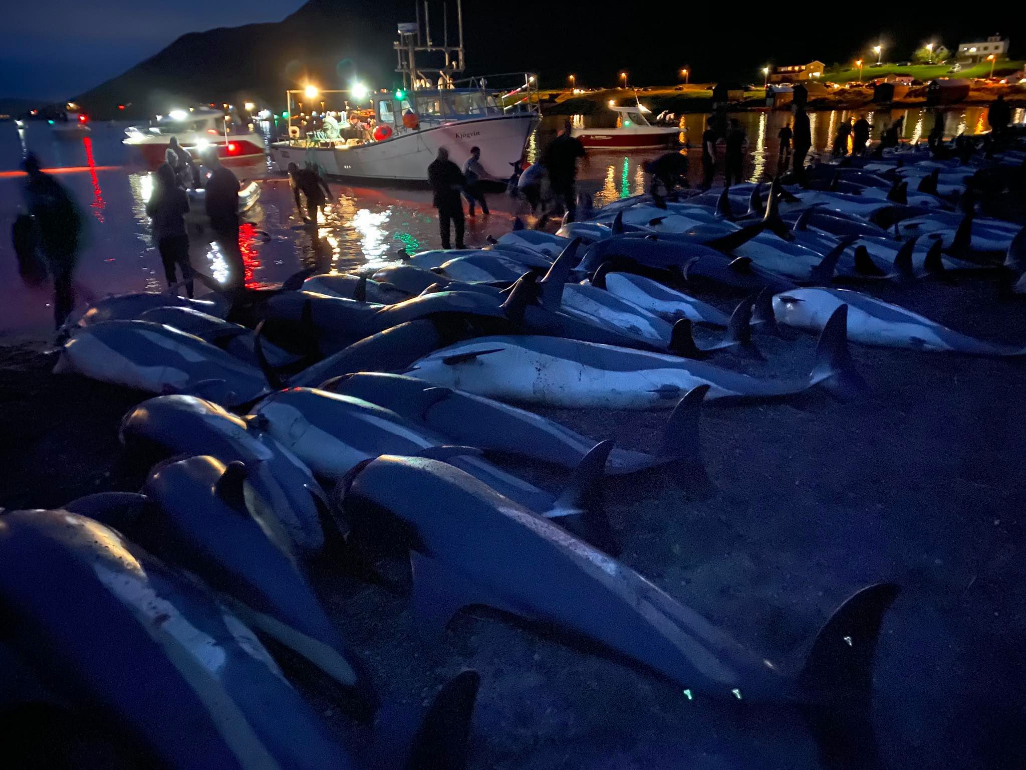 The Emotional Toll Of The Bi4 Dolphin Accident - qw8o93o